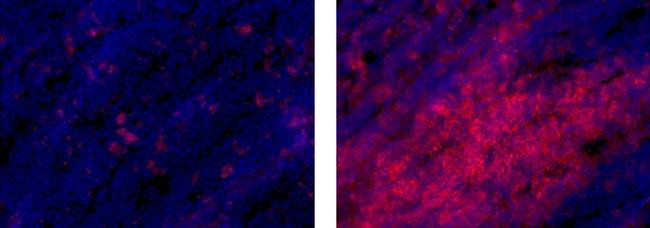 Rat IgG1 kappa Isotype Control in Immunohistochemistry (Frozen) (IHC (F))