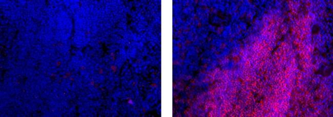 Rat IgG1 kappa Isotype Control in Immunohistochemistry (Frozen) (IHC (F))