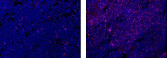 Rat IgG1 kappa Isotype Control in Immunohistochemistry (Frozen) (IHC (F))