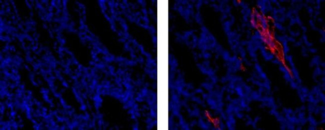 Rat IgG1 Secondary Antibody in Immunohistochemistry (Frozen) (IHC (F))