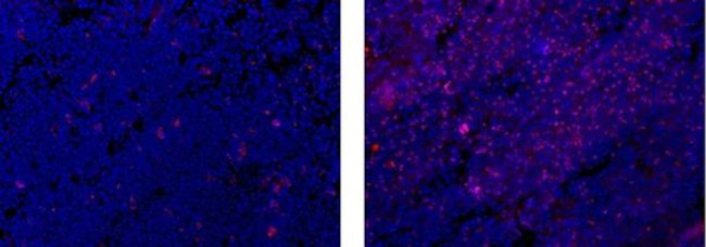 FOXP3 Antibody in Immunohistochemistry (Frozen) (IHC (F))