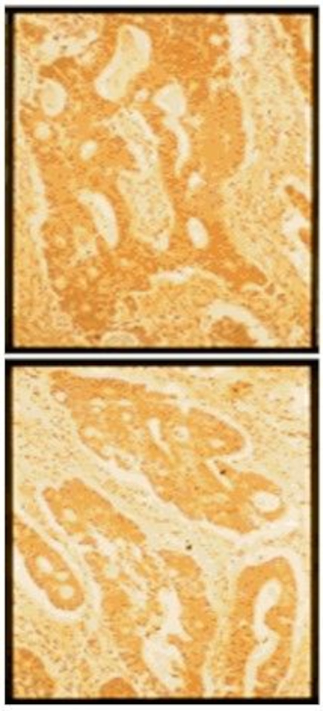 Fibronectin Antibody in Immunohistochemistry (Paraffin) (IHC (P))