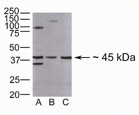 SMAD7 Antibody in Western Blot (WB)