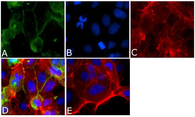 Occludin Antibody in Immunocytochemistry (ICC/IF)