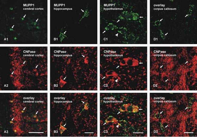 MUPP1 Antibody in Immunocytochemistry (ICC/IF)