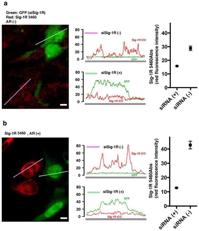 Sigma-1 Receptor Antibody in Immunocytochemistry (ICC/IF)