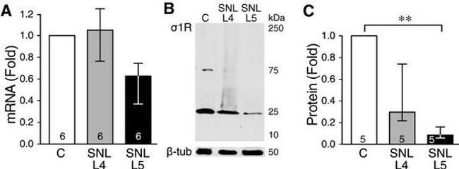 Sigma-1 Receptor Antibody in Western Blot (WB)