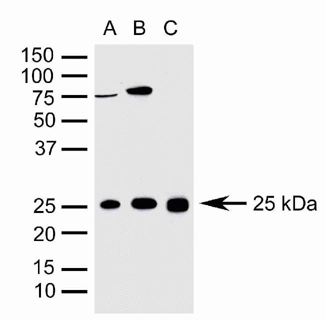 Sigma-1 Receptor Antibody in Western Blot (WB)