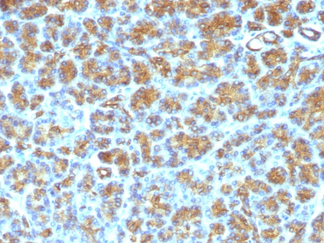 Milk Fat Globule (Breast Epithelial Marker) Antibody in Immunohistochemistry (Paraffin) (IHC (P))