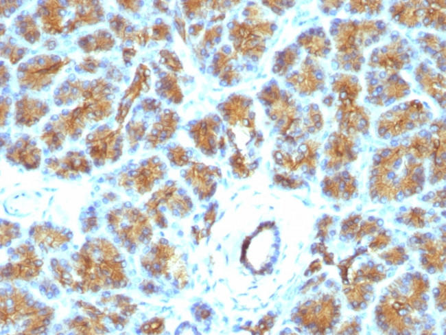 Milk Fat Globule (Breast Epithelial Marker) Antibody in Immunohistochemistry (Paraffin) (IHC (P))