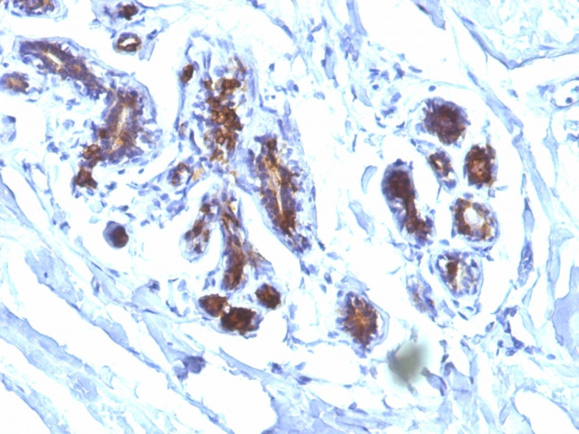 Milk Fat Globule (Breast Epithelial Marker) Antibody in Immunohistochemistry (Paraffin) (IHC (P))