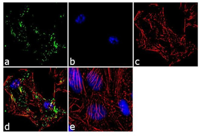 Raptor Antibody in Immunocytochemistry (ICC/IF)