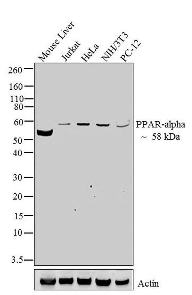 PPAR alpha Antibody in Western Blot (WB)