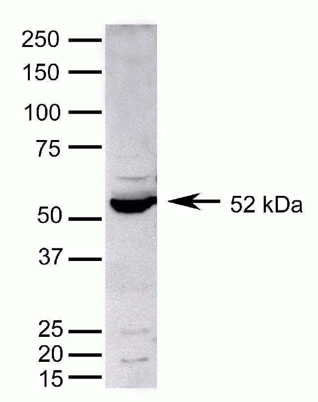 PPAR alpha Antibody in Western Blot (WB)