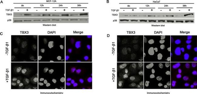 TBX3 Antibody in Western Blot, Immunocytochemistry (WB, ICC/IF)