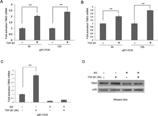 TBX3 Antibody in Western Blot (WB)