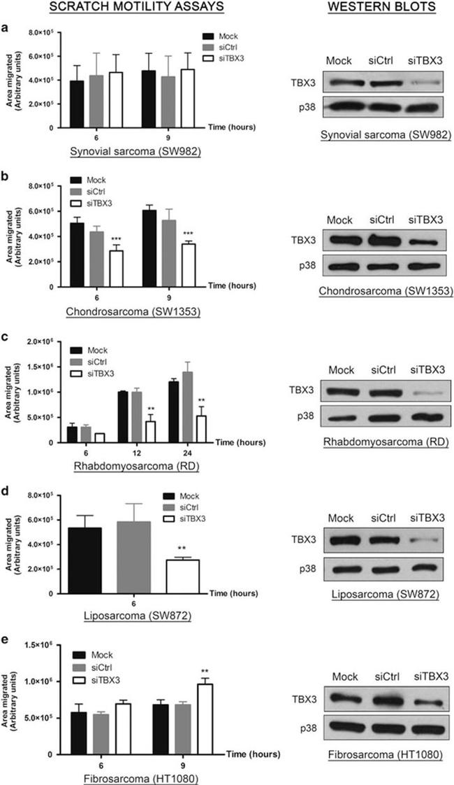 TBX3 Antibody in Western Blot (WB)