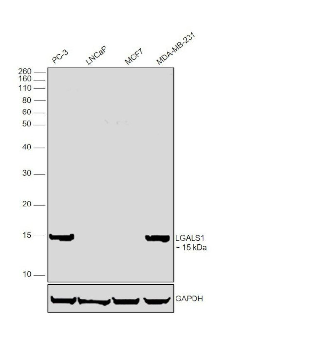 Galectin 1 Antibody