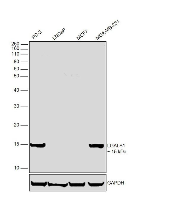 Galectin 1 Antibody in Western Blot (WB)