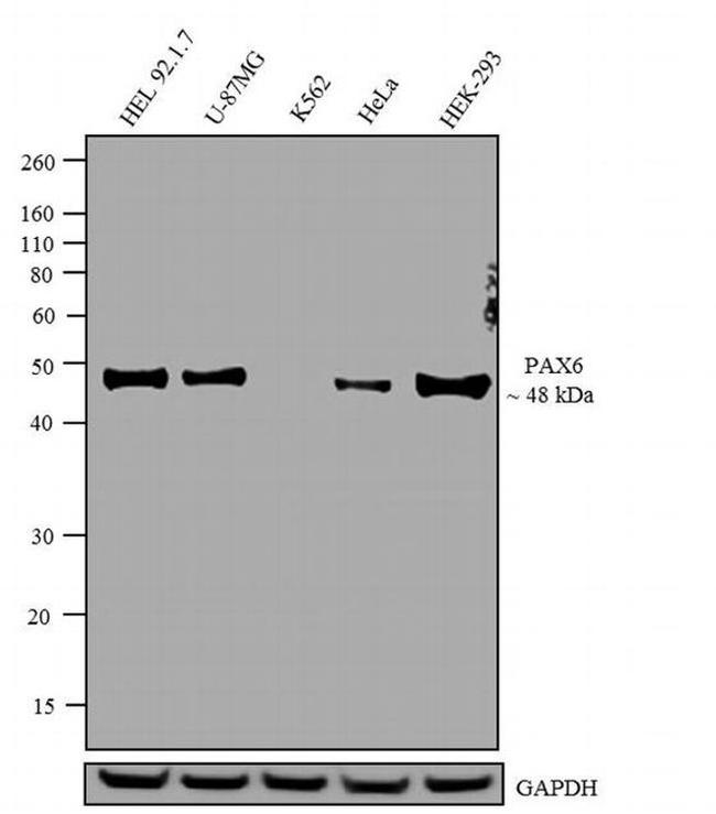 PAX6 Antibody in Western Blot (WB)