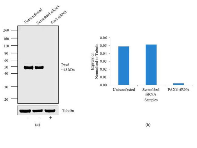 PAX6 Antibody