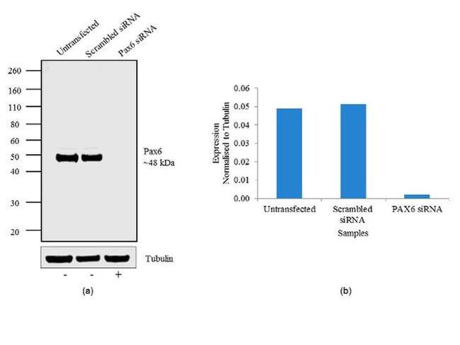 PAX6 Antibody in Western Blot (WB)