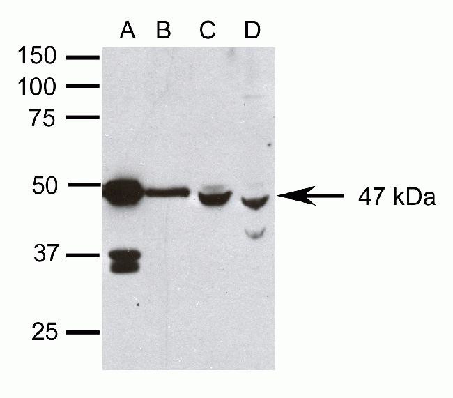 PAX6 Antibody in Western Blot (WB)