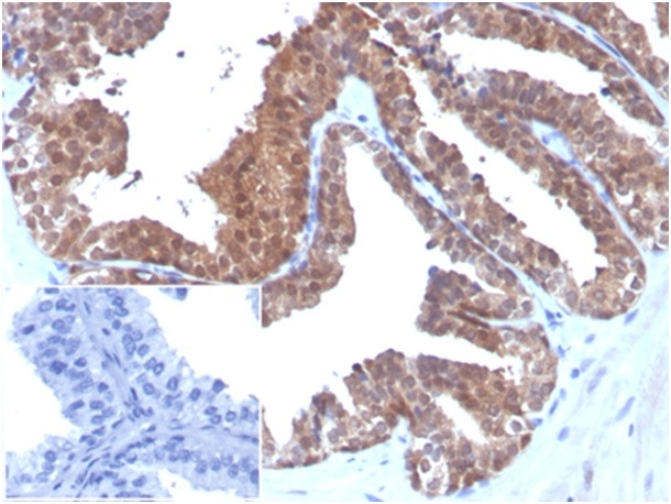 MIF (Macrophage Migration Inhibitory Factor) Antibody in Immunohistochemistry (Paraffin) (IHC (P))