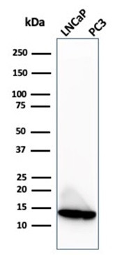 MIF (Macrophage Migration Inhibitory Factor) Antibody in Western Blot (WB)