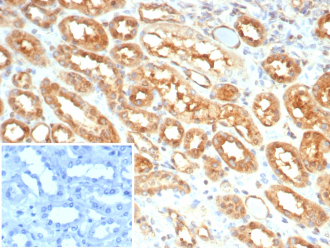 MIF (Macrophage Migration Inhibitory Factor) Antibody in Immunohistochemistry (Paraffin) (IHC (P))