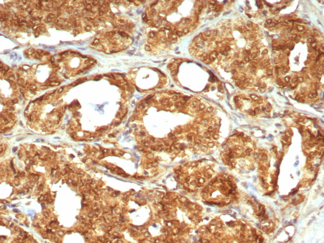 MIF (Macrophage Migration Inhibitory Factor) Antibody in Immunohistochemistry (Paraffin) (IHC (P))