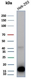 MIF (Macrophage Migration Inhibitory Factor) Antibody in Western Blot (WB)