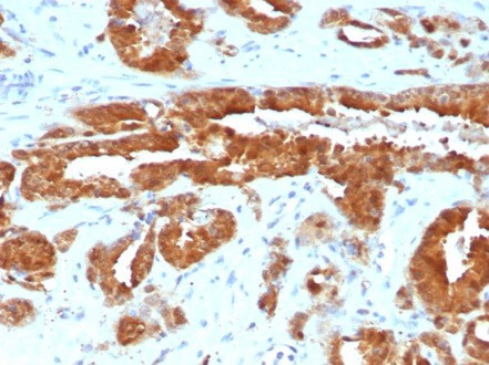 MIF (Macrophage Migration Inhibitory Factor) Antibody in Immunohistochemistry (Paraffin) (IHC (P))