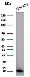 MIF (Macrophage Migration Inhibitory Factor) Antibody in Western Blot (WB)