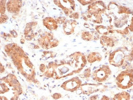 MIF (Macrophage Migration Inhibitory Factor) Antibody in Immunohistochemistry (Paraffin) (IHC (P))