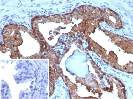 MIF (Macrophage Migration Inhibitory Factor) Antibody in Immunohistochemistry (Paraffin) (IHC (P))