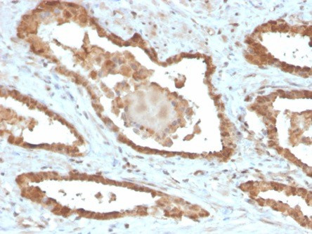 MIF (Macrophage Migration Inhibitory Factor) Antibody in Immunohistochemistry (Paraffin) (IHC (P))