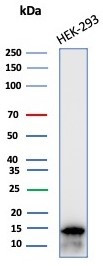 MIF (Macrophage Migration Inhibitory Factor) Antibody in Western Blot (WB)