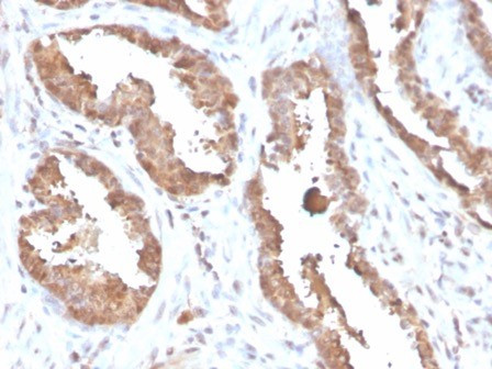 MIF (Macrophage Migration Inhibitory Factor) Antibody in Immunohistochemistry (Paraffin) (IHC (P))