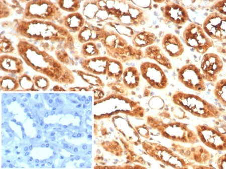 MIF (Macrophage Migration Inhibitory Factor) Antibody in Immunohistochemistry (Paraffin) (IHC (P))