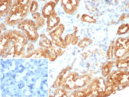 MIF (Macrophage Migration Inhibitory Factor) Antibody in Immunohistochemistry (Paraffin) (IHC (P))