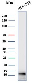 MIF (Macrophage Migration Inhibitory Factor) Antibody in Western Blot (WB)