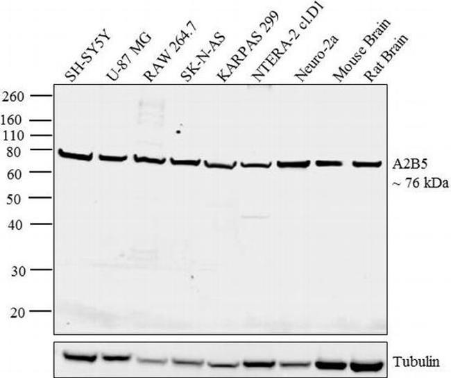 A2B5 Antibody in Western Blot (WB)