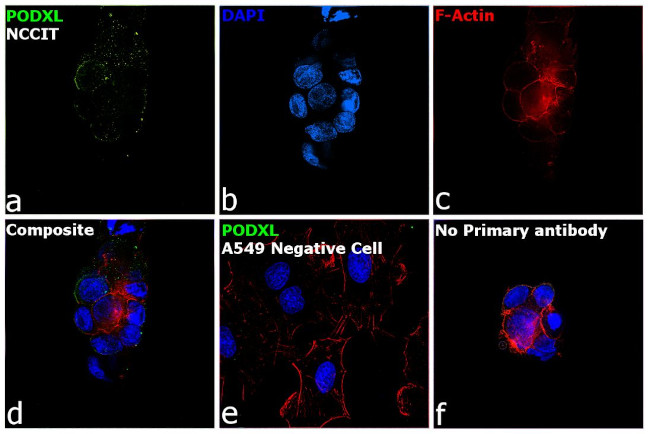 PODXL Antibody in Immunocytochemistry (ICC/IF)