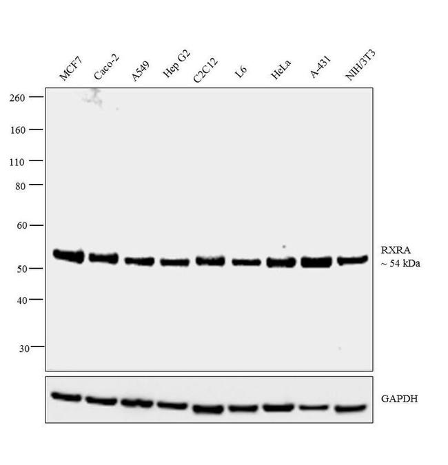 RXRA Antibody in Western Blot (WB)