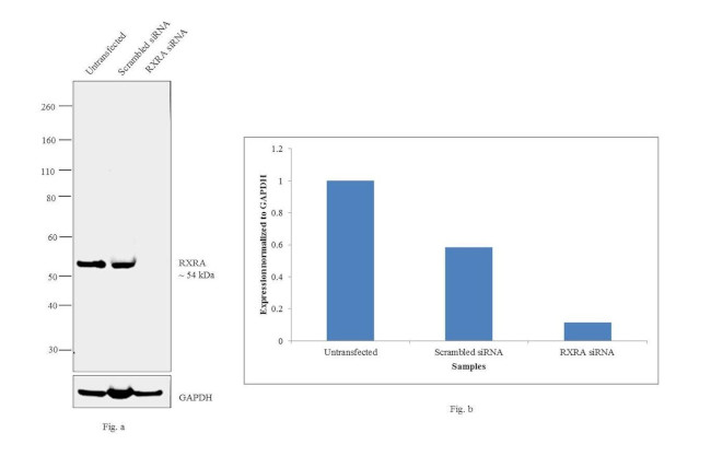 RXRA Antibody