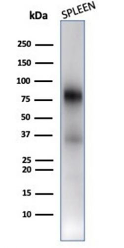 Myeloperoxidase/MPO Antibody in Western Blot (WB)