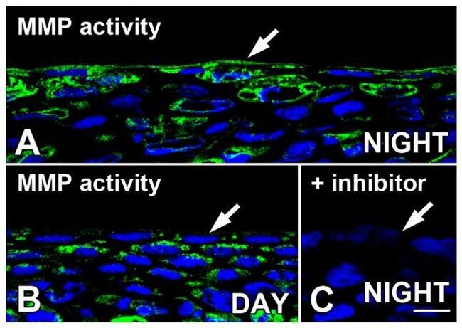 MMP2 Antibody in Immunohistochemistry (Frozen) (IHC (F))