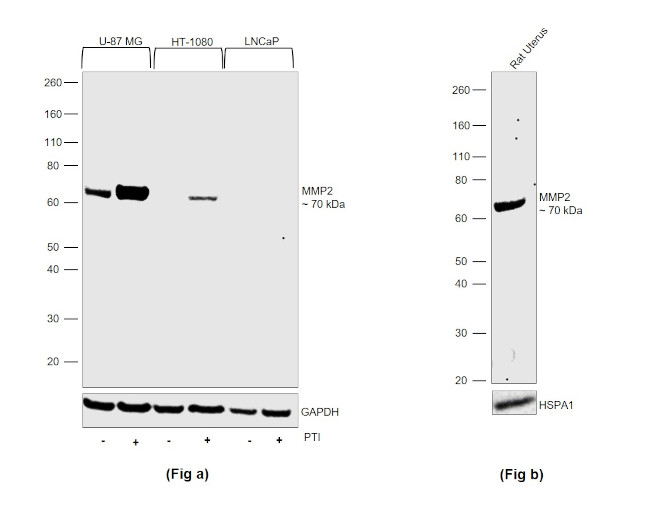 MMP2 Antibody