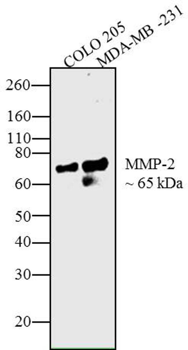 MMP2 Antibody in Western Blot (WB)